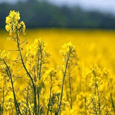 کاملینا؛ محصولی راهبردی در مسیر تحقق اقتصاد مقاومتی