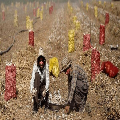 کشت 2350 هکتار سیر در اراضی کشاورزی شهرستان بهار