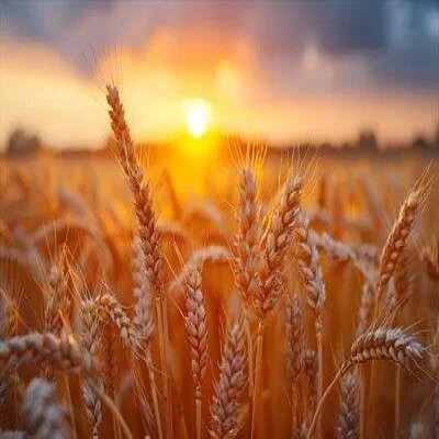 پیش‌بینی برداشت 49 هزار تُن گندم از اراضی کشاورزی ملایر