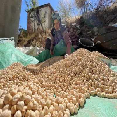 برداشت مکانیزه نخود پاییزه در اراضی دیم گواور آغاز شد