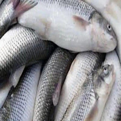 تولید سالیانه بیش از 6.5 هزار تُن گوشت ماهی در همدان
