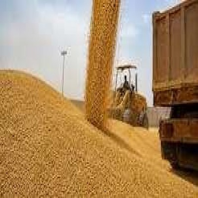 خرید بیش از 242 هزار تُن گندم از کشاورزان استان همدان