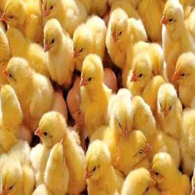 جوجه‌ریزی مرغداری‌های خوزستان در تیرماه از چهار میلیون قطعه گذشت