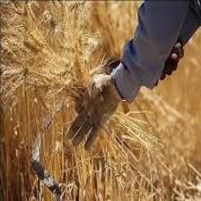 10.7 همت گندم توسط تعاون روستایی همدان خریداری شد