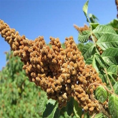 جشنواره سماق سروآباد؛ گامی برای معرفی ظرفیت‌های کشاورزی
