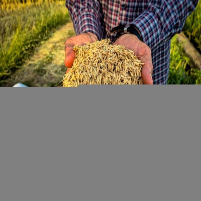 برنج خرمشهر زیر چتر بیمه