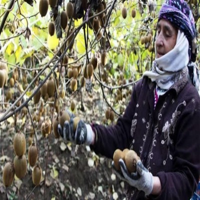 پای کیوی ایران دوباره به بازار هند باز شد