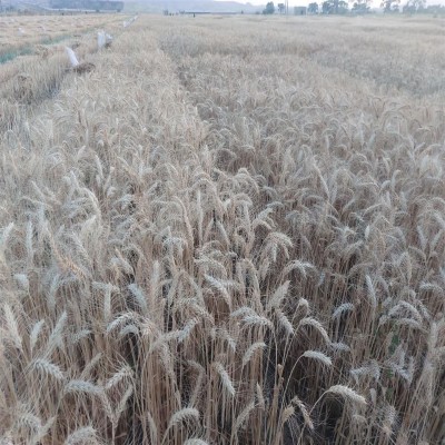 گندم آبی خرمشهر صاحب نخستین شناسه محصول کشاورزی شد