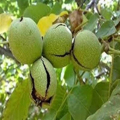گردوی تویسرکان؛ گنجی که زنجیره ارزش آن کامل نیست