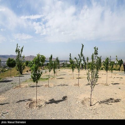 آغاز جنگل‌کاری 40 هکتاری در سنقر و کلیایی