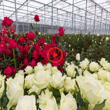 «تخصص و امید»، راز موفقیت گلخانه گل رز سپنتا